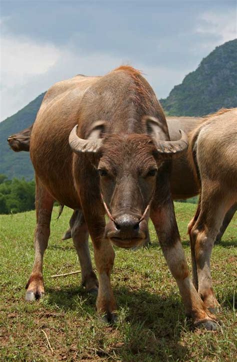 are there water buffalo in china
